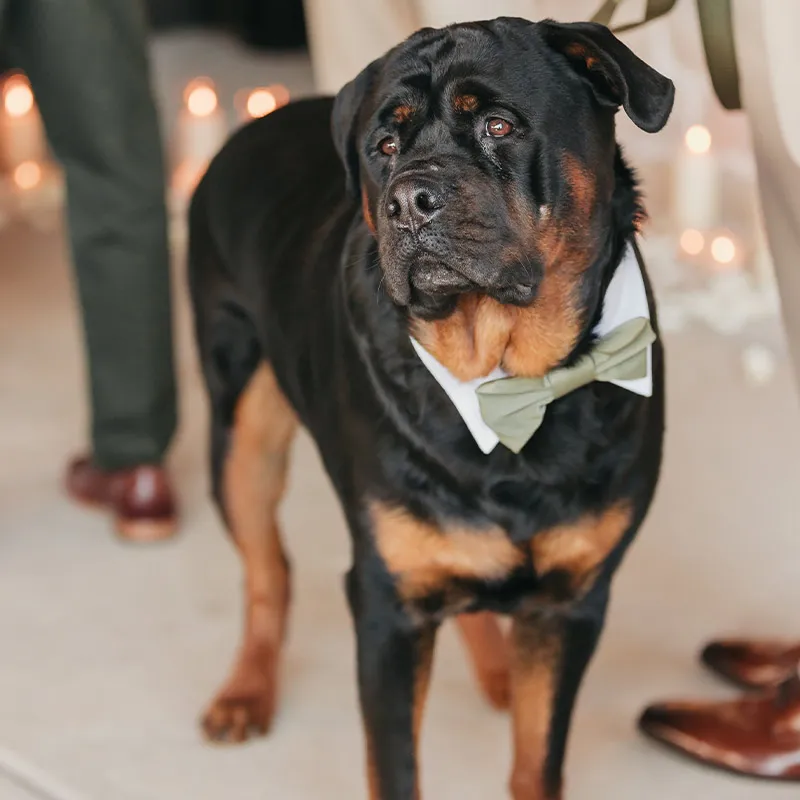A handsome dog with a bowtie prepares for his position as ring bearer at our dog friendly wedding venue